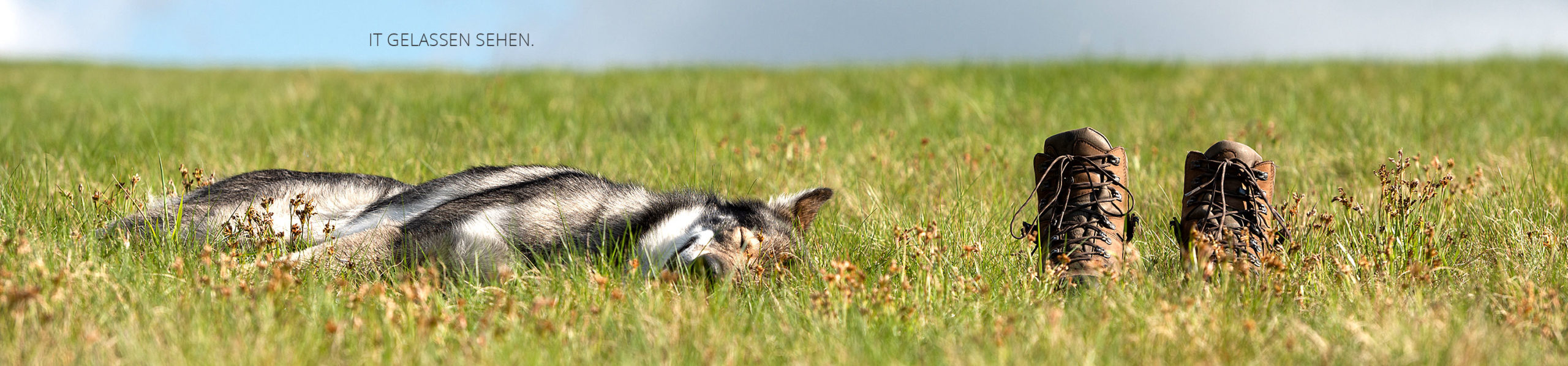 Wandern_Hund